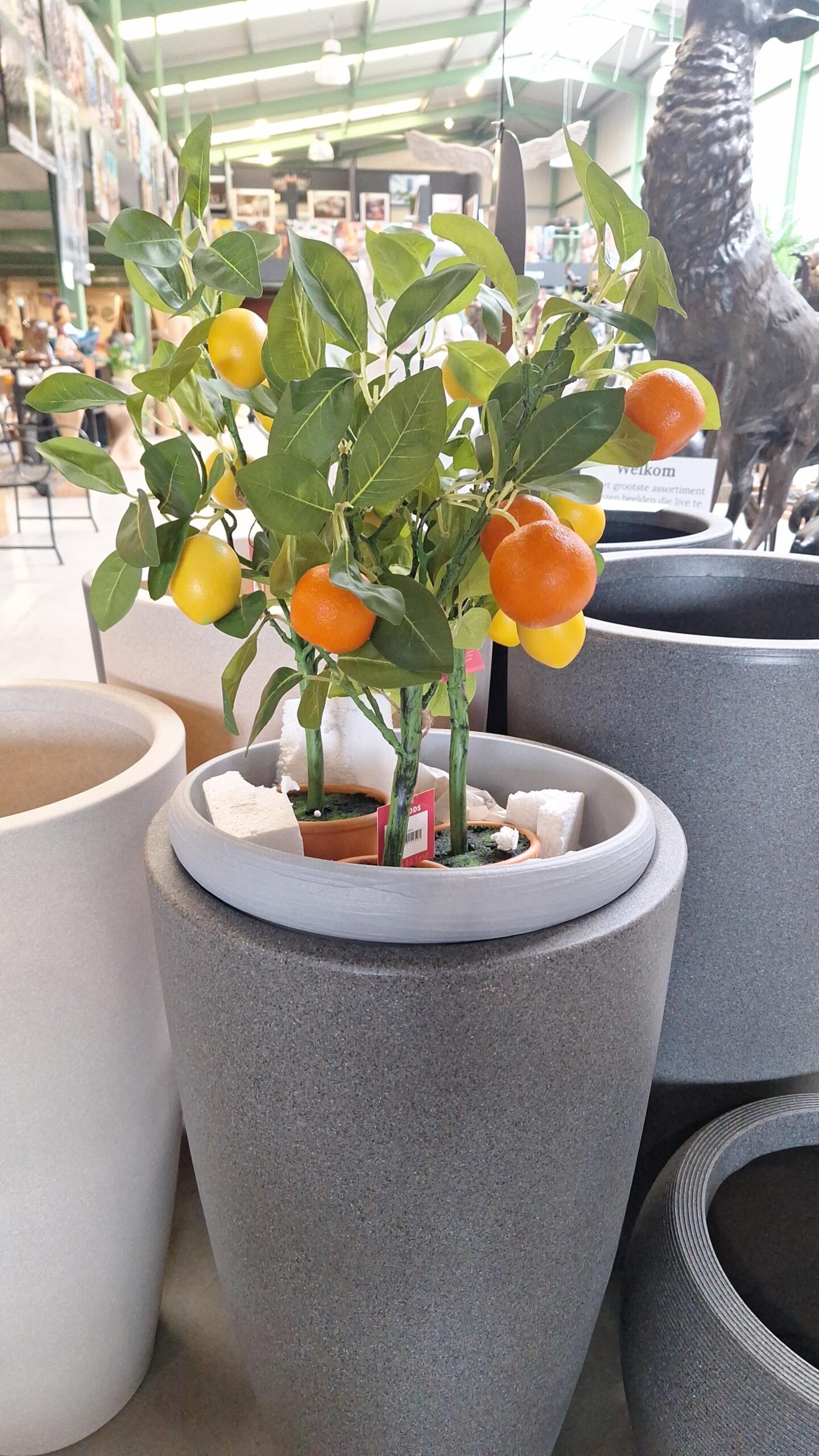 Citrusboompjes 3 stuks voor de prijs van 1 !