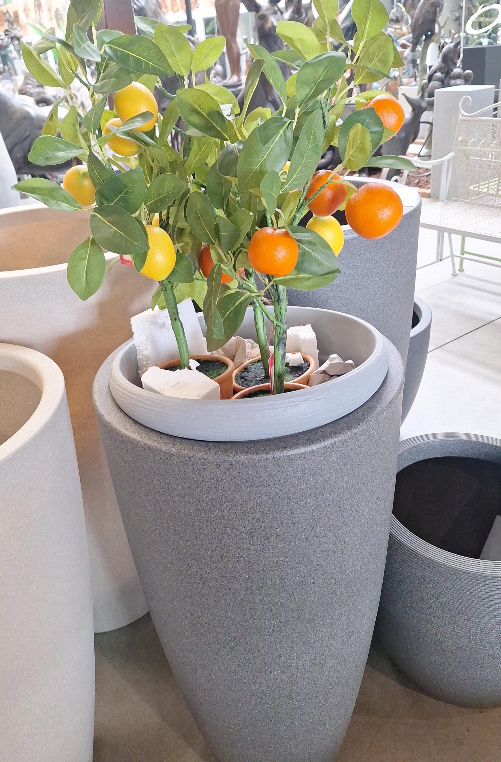 Citrusboompjes 3 stuks voor de prijs van 1 !