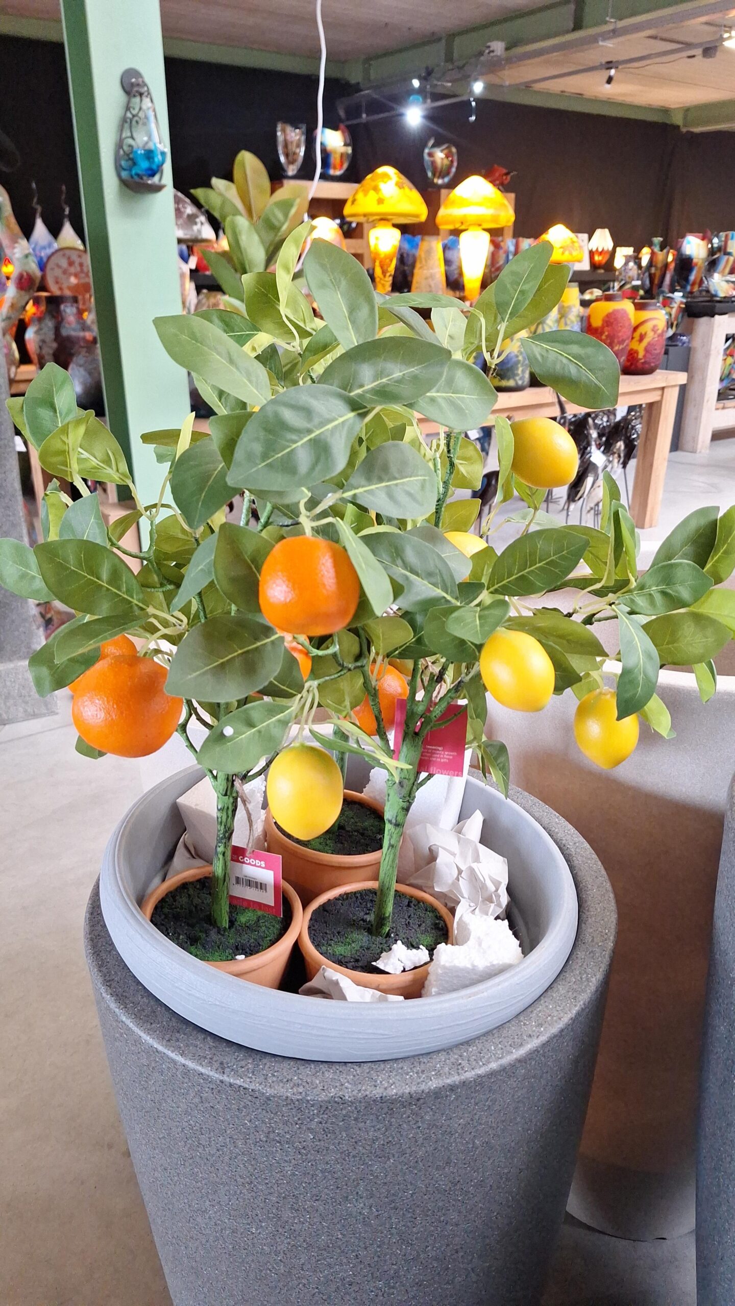 Citrusboompjes 3 stuks voor de prijs van 1 !