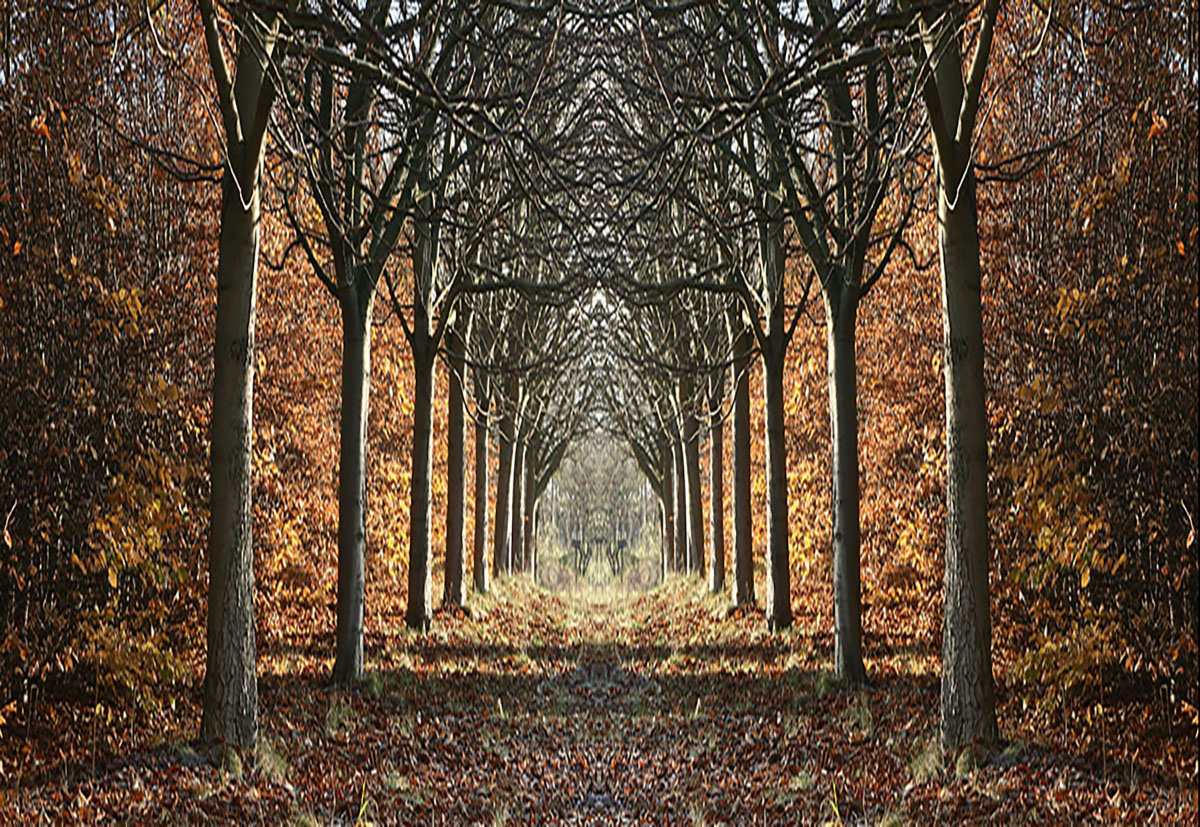 Glasschilderij bospad 110x160cm - Eliassen.nl